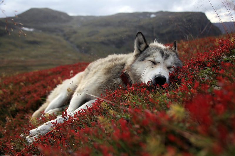 Wolf, furry, red, sleep, beutiful, grass, resting, bonito, lazy, flowers, georgeous, dog, outside, hills, sleeping, cute, pet, mountains, HD wallpaper