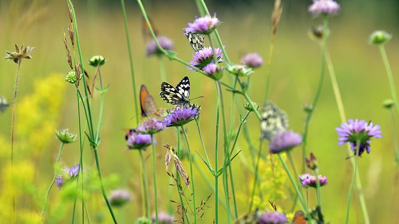 Schmetterling Butterflies meadow Germany Bing, HD wallpaper
