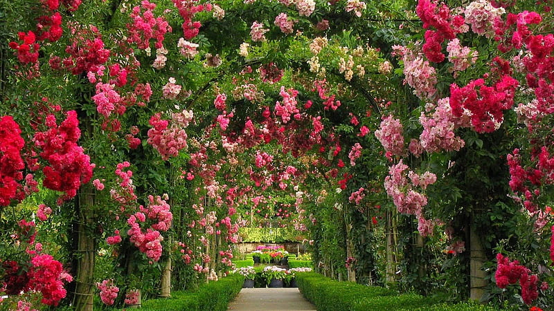 Colorful Roses Arch Garden Rose, HD wallpaper
