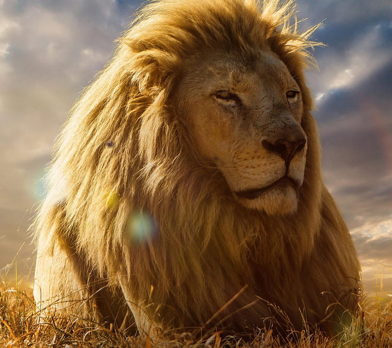 Lion, animal, nature, sun, HD wallpaper