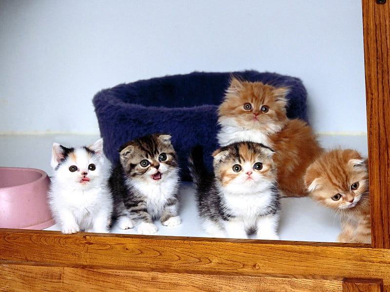 Cat Buddies-Cute little kitty cat living, HD wallpaper