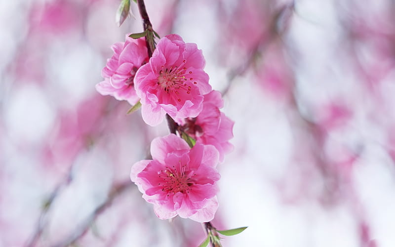 Flowers blossoming plum high quality . jpg, plum, flowers, pink, blossoming, HD wallpaper