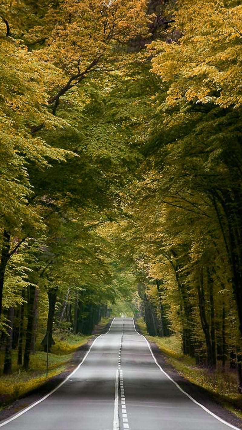 Beautiful road, asphalt, autumn, nature, road, trees, HD phone ...
