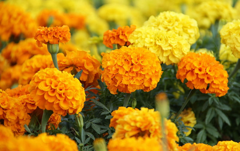 Marigolds, orange, flower, flowers, nature, marigold, HD wallpaper