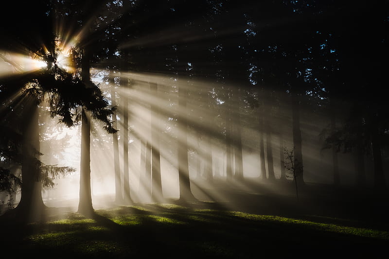 sun rays through silhouette of trees, HD wallpaper