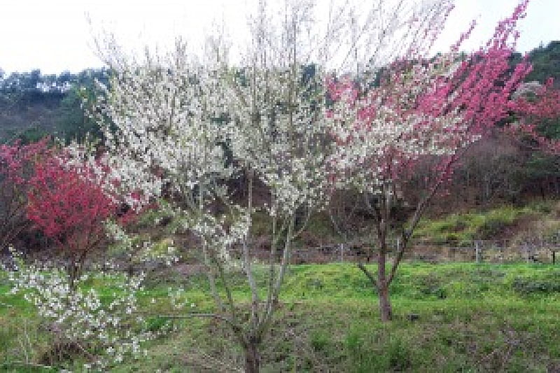 Beautiful tree, Oriental plum, tree, Cherry blossom, bonito, HD wallpaper