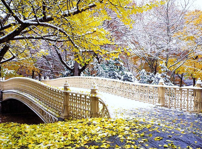 The little white bridge, fall, leaves, bridge, ornate, white, trees, HD wallpaper