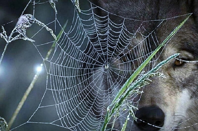 'The wolf and the web'....., lobo, canus lupus, web, wild, wolf, wolves, spider web, animals, HD wallpaper