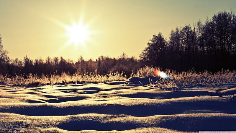 Sunny snowy day, sun, sunny, sunset, pine, sunrise, light, forest, sunlight, sky, winter, tree, snow, nature, scene, landscape, HD wallpaper