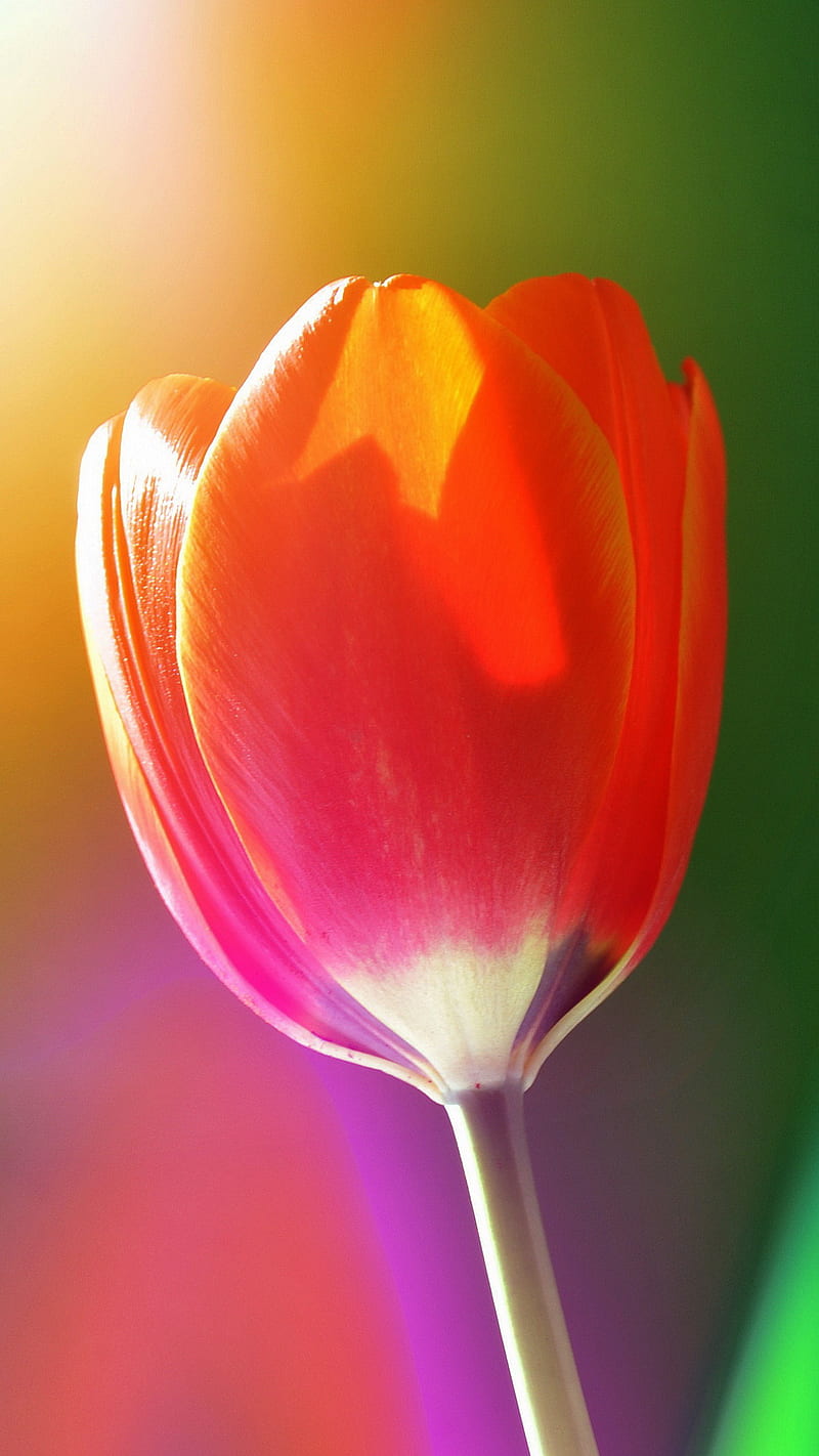 Single Tulip, flower, flowers, pink, HD phone wallpaper