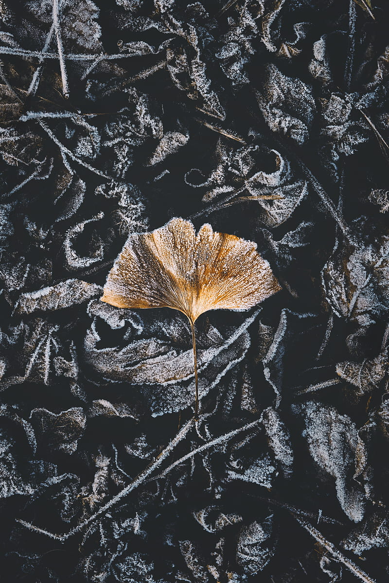 brown dried leaf on black and gray soil, HD phone wallpaper