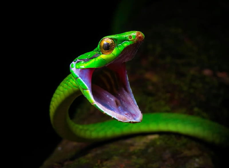Snake, herpetology, reptiles, green, HD wallpaper