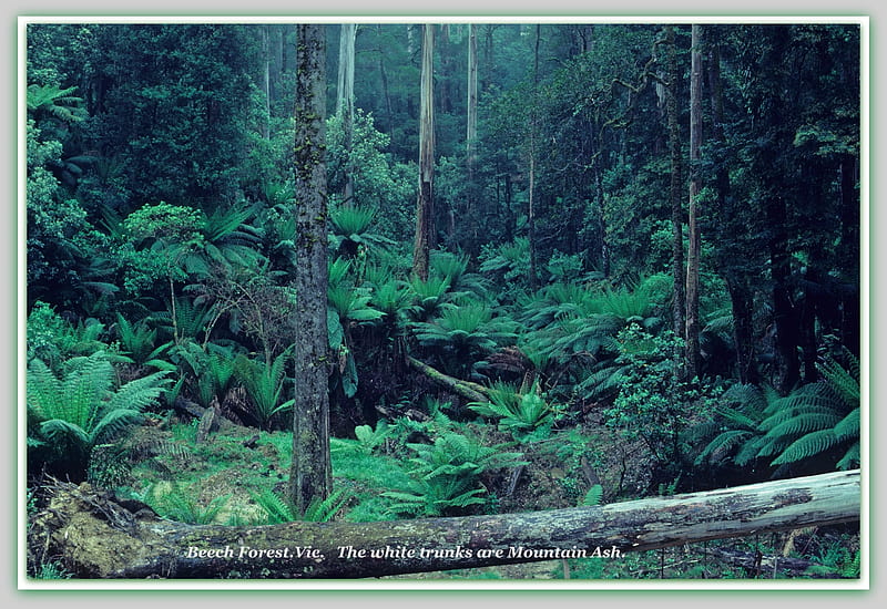 BEECH FOREST, VIC, AUSTRALIA, BEECH, NATURE FOREST, HD wallpaper