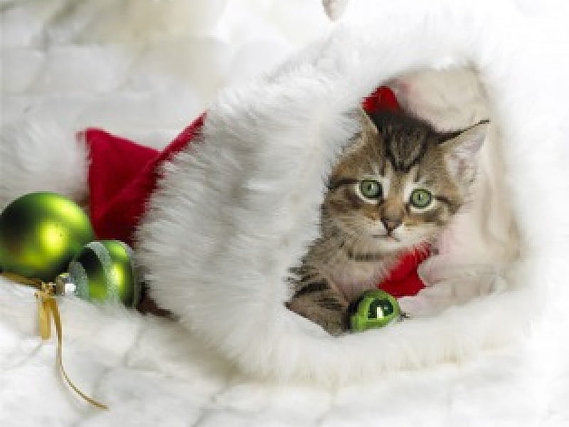 SANTHA'S LITTLE HELPER, helper, little, santa, kitten, HD wallpaper
