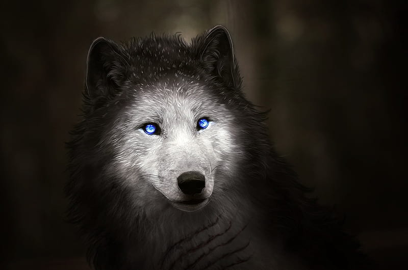 Lobo, blanco, animal, Fondo de HD | Peakpx