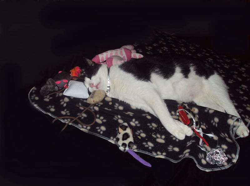 Cat-Fatso, paws, tuxedo, black and white cat, cat, sleeping, relaxing, cats, tuxedo cat, HD wallpaper