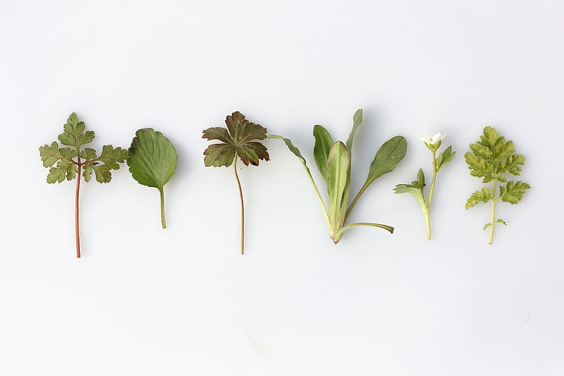six leafy vegetables, HD wallpaper