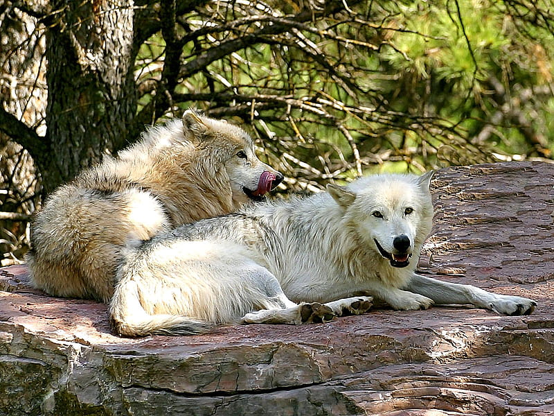Two Wet Wolves, wet wolves, nature, white wolves, gray wolves, animals ...