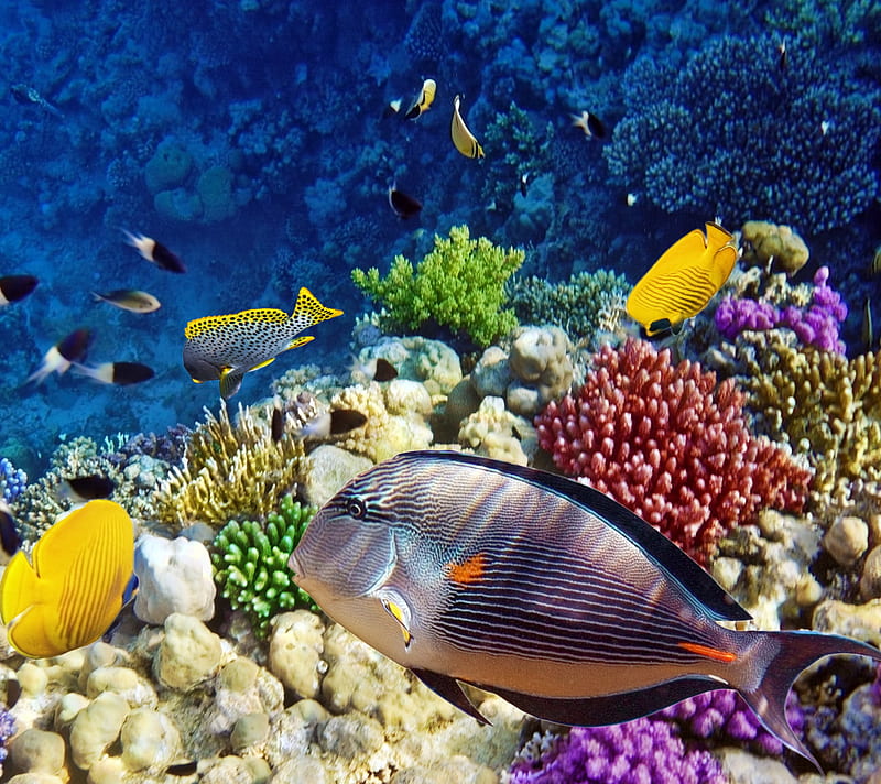 fish, corals, marine, sea, water, HD wallpaper
