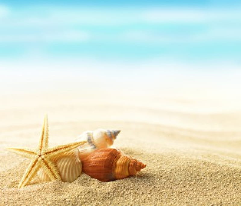 Seashells, beach, sand, summer, shells, sea, HD wallpaper