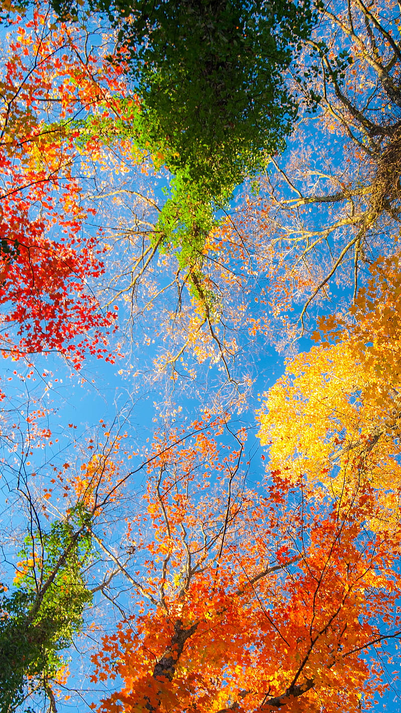Nature , narure, tree, fall treetops, colorful, HD phone wallpaper