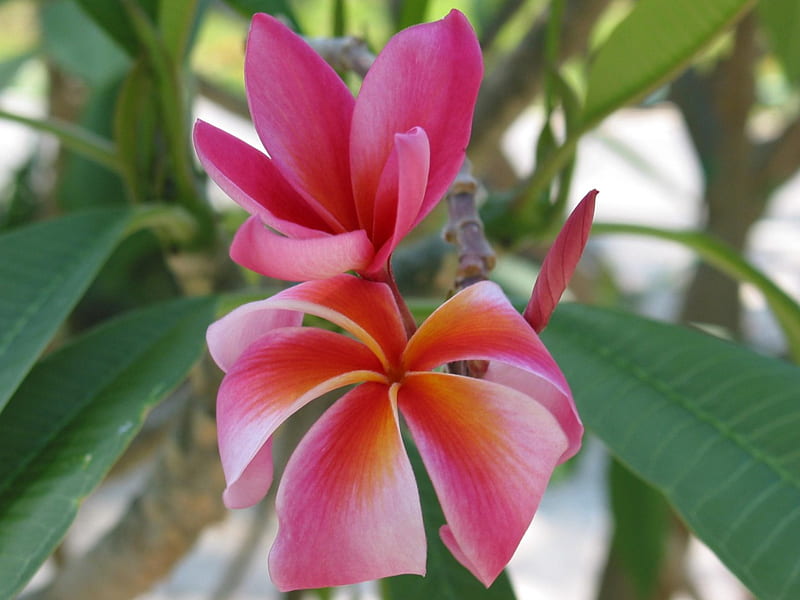 Pink Plumeria Flowering Tree, flowering tree, tropical, pink plumeria ...