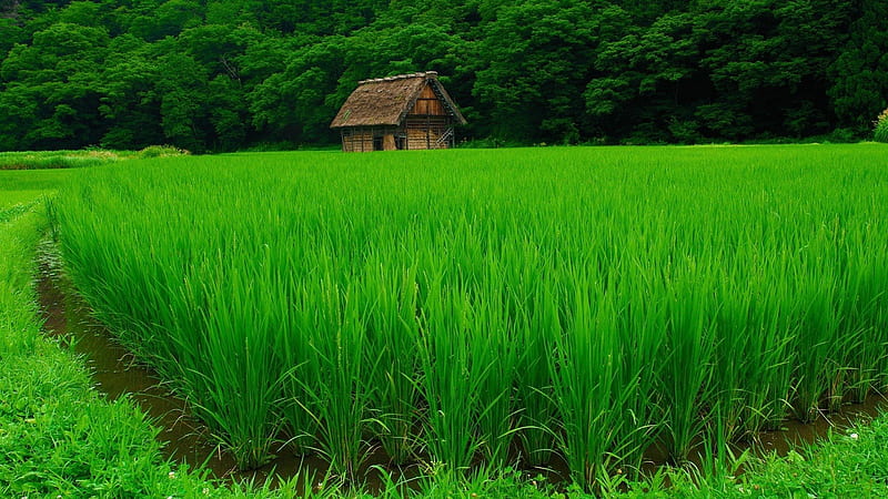 beautiful green rice field, rice, forest, hut, green, field, HD wallpaper