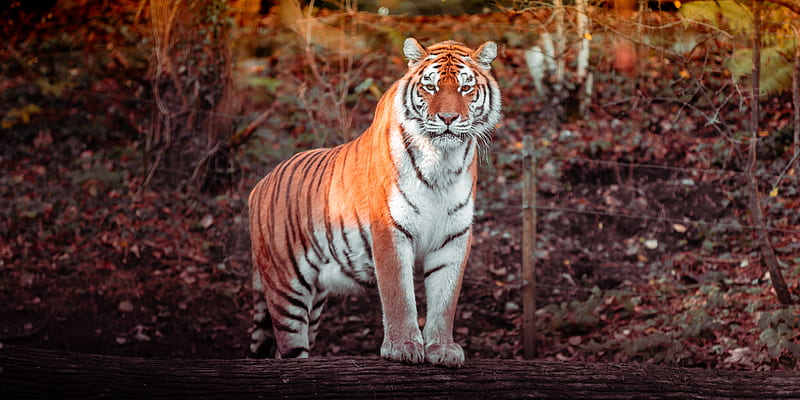tiger, animal, predator, big cat, HD wallpaper