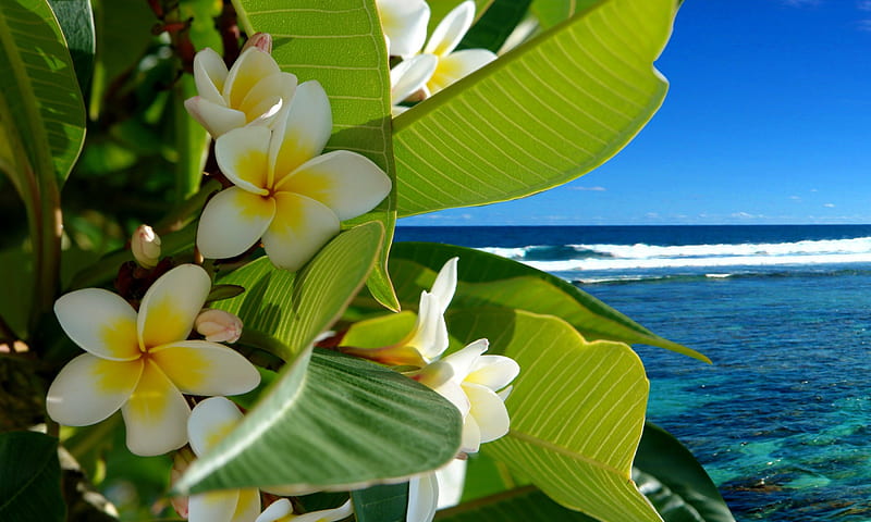 Tropical Flowers, beach, vacation, ocean, plumeria, flowers, tropical, HD wallpaper