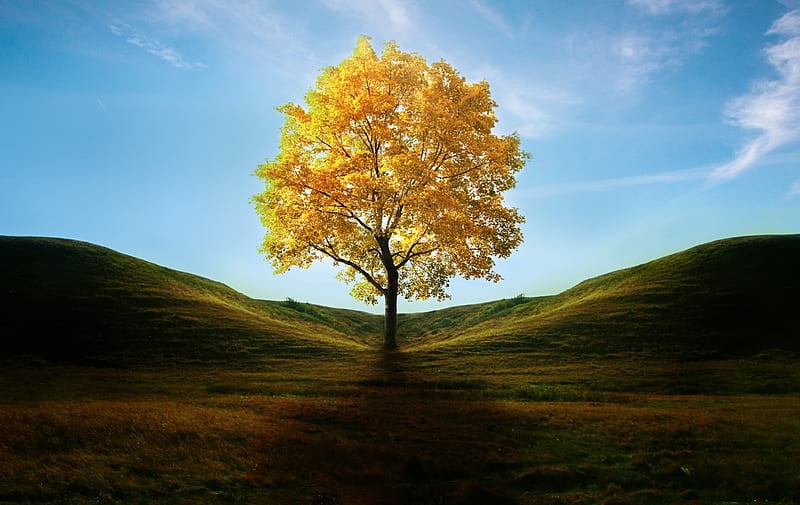 Field with Lone Tree in Autumn, HD wallpaper
