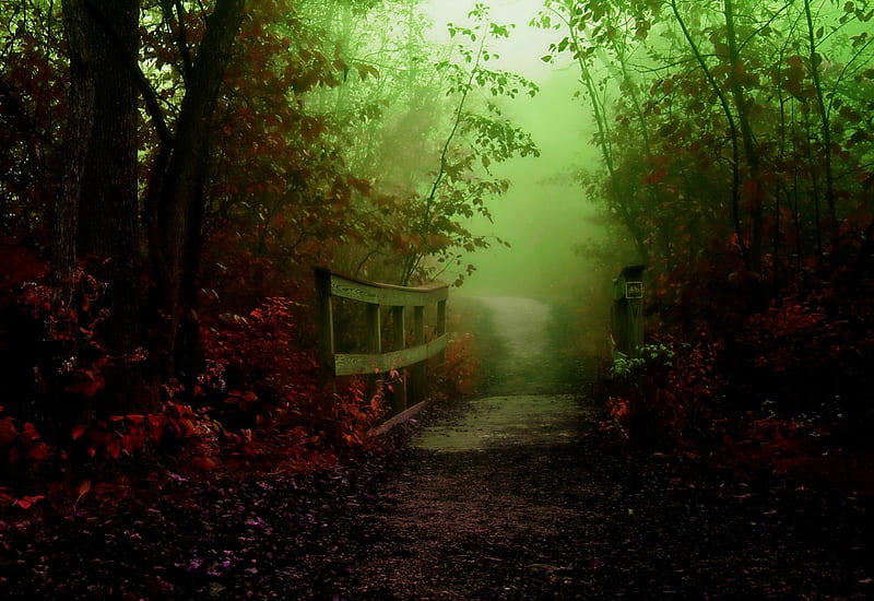 Mystical Trail, forest, nature, misty, bridge, HD wallpaper