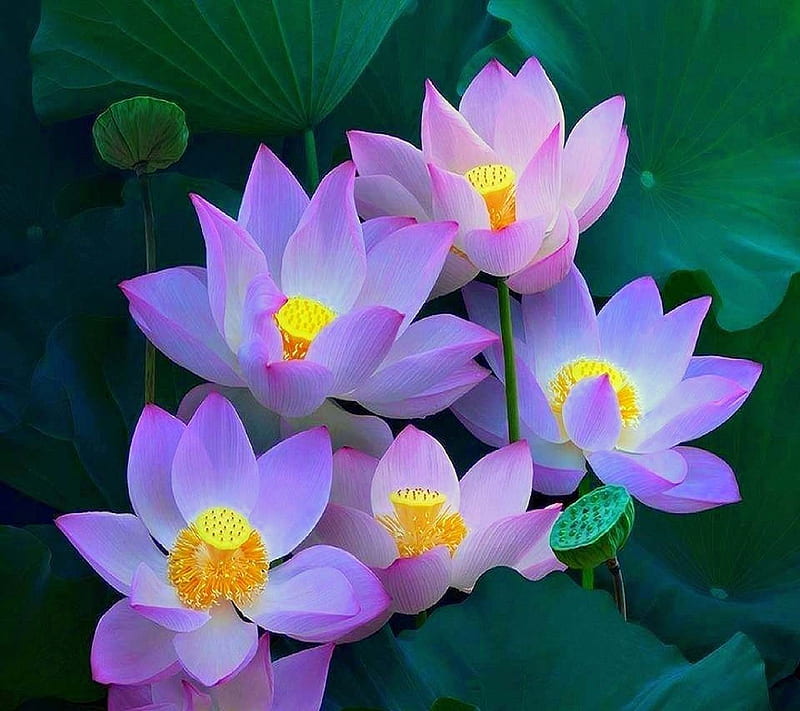 Lotus Blossom, look, nice, HD wallpaper