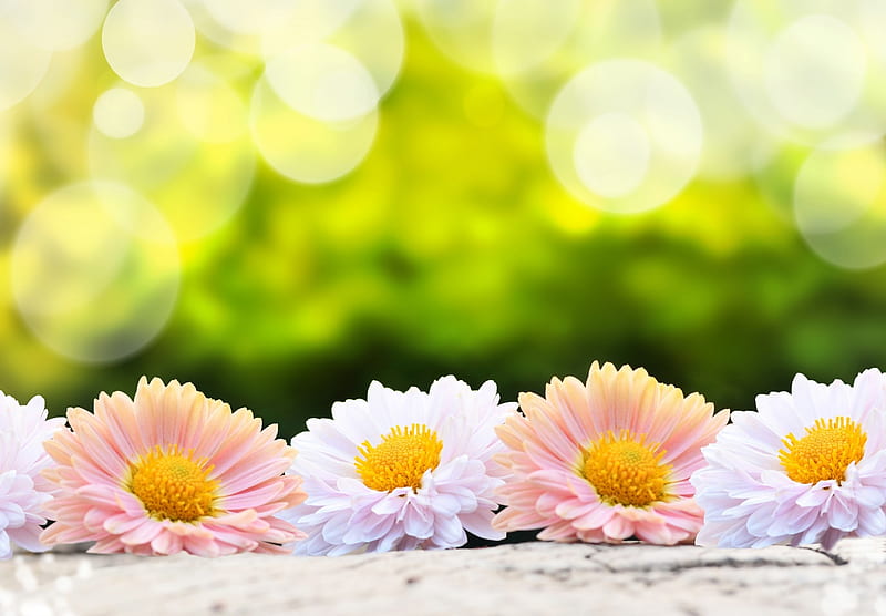 Flower background, Flowers, Daisy, Gerbera, Blooming, HD wallpaper