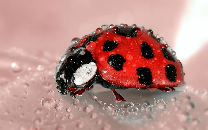 Lady Bug with Water Droplets, insect, lady bug, wet, animals, HD wallpaper