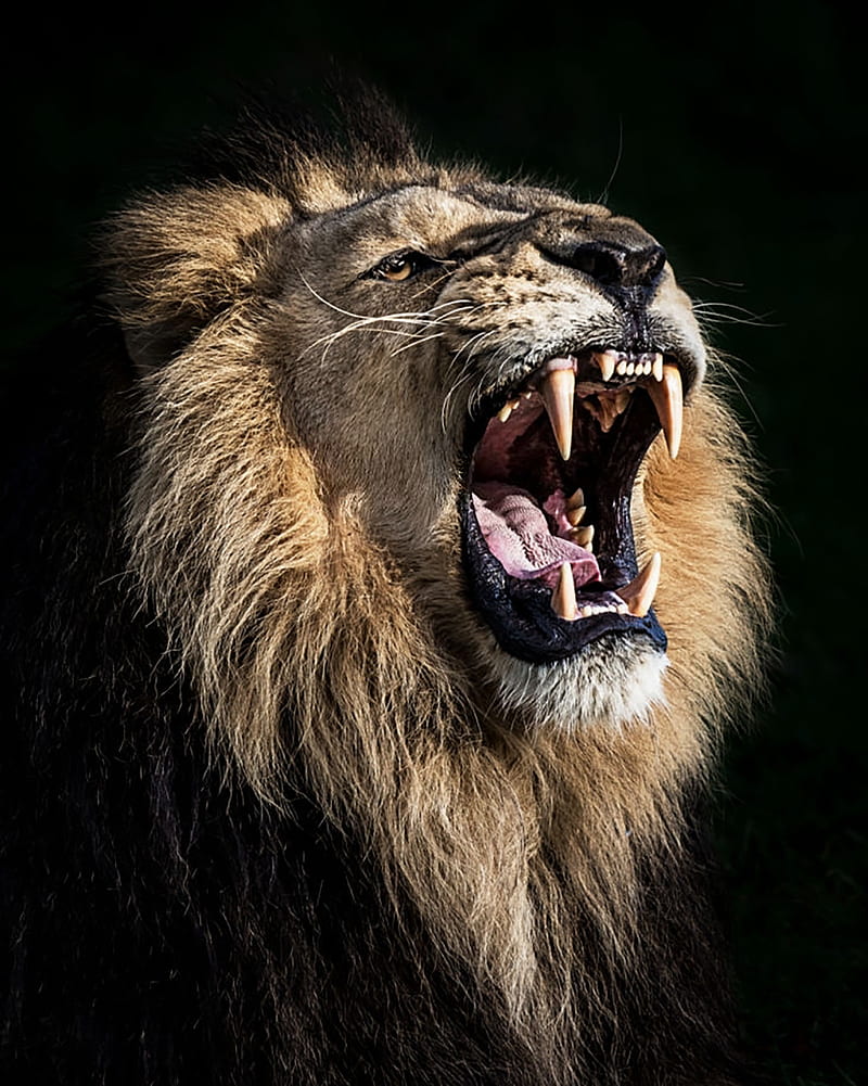 Lion roar, angry, black, king, HD phone wallpaper | Peakpx