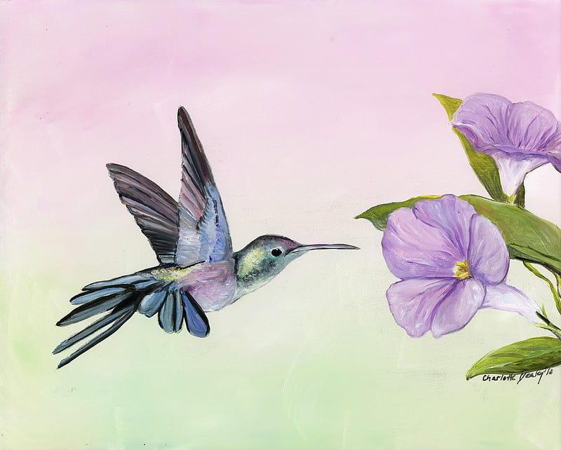 Humming Bird and the Morning Glory, humming, wings, bird, flight, flowers, small, fast, HD wallpaper
