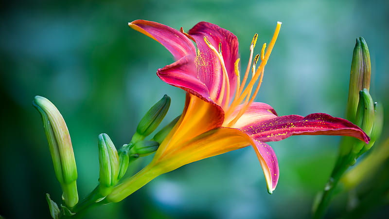 Pink and Yellow Lily Flower in Closeup, HD wallpaper