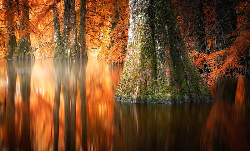 Trees, Tree, Fall, Nature, Reflection, Water, HD wallpaper