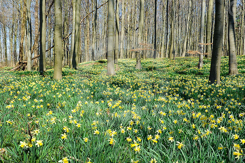 daffodils in the forest, forest, green, daffodils, flowers, nature, HD wallpaper