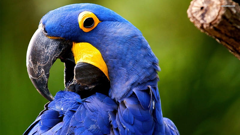 Hyacinth Macaw, Largest parrot by length in the world, Macaw, Parrot,  Hyacinth, HD wallpaper | Peakpx