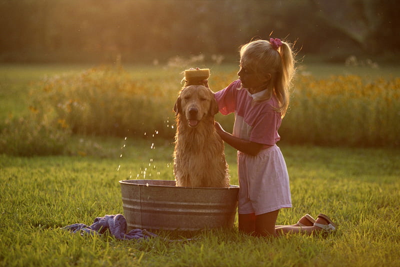 I will always care for you, dear friend, labrador, golden, together, blonde, sponge bath, sweet, girl, two, friendship, love, siempre, precious, care, friends, animals, dogs, HD wallpaper