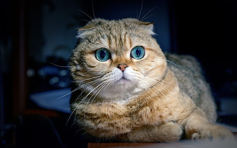 Scottish Fold cat, portrait, big blue eyes, domestic cats, cute animals, cats, HD wallpaper