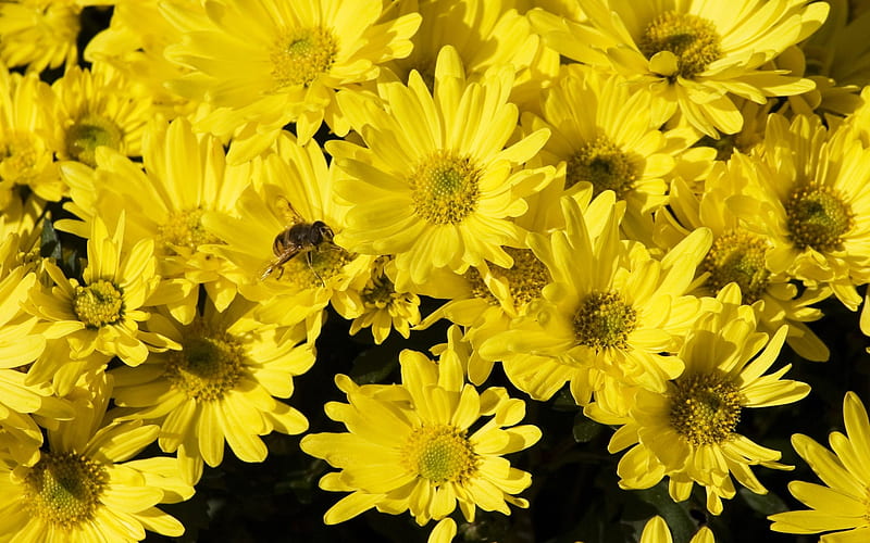 yellow flowers, bee, insects, pollination, Flowers, HD wallpaper