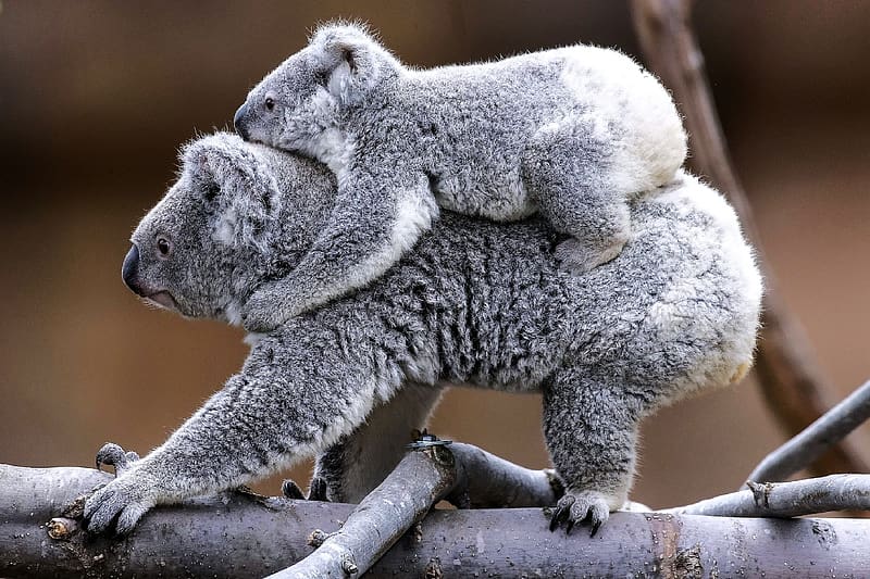 Hitching a ride with Mom (Koalas), baby, koalas, nature, animals, HD wallpaper