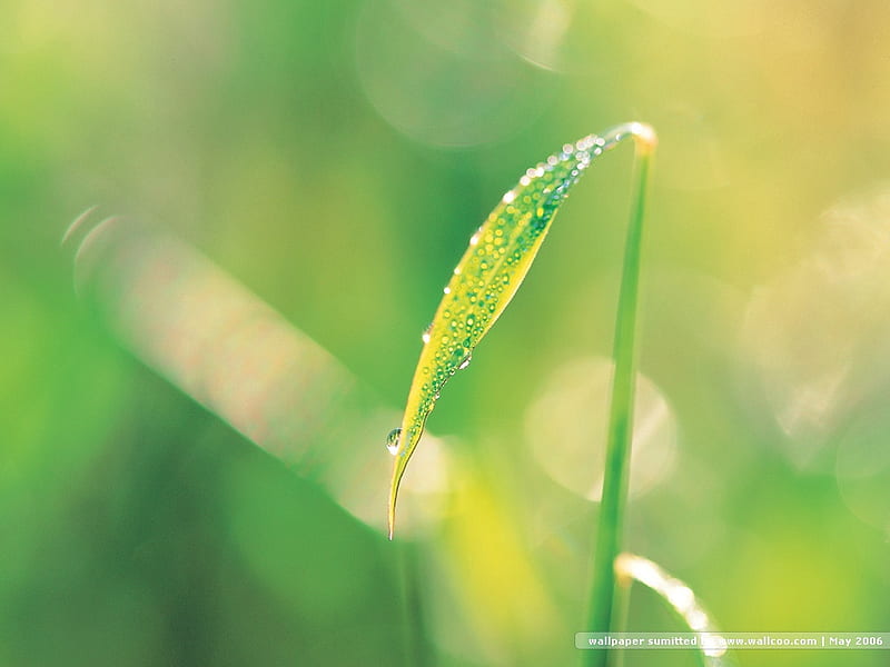 Dew drops and Young leaves, nature, leaves, green, grass, HD wallpaper
