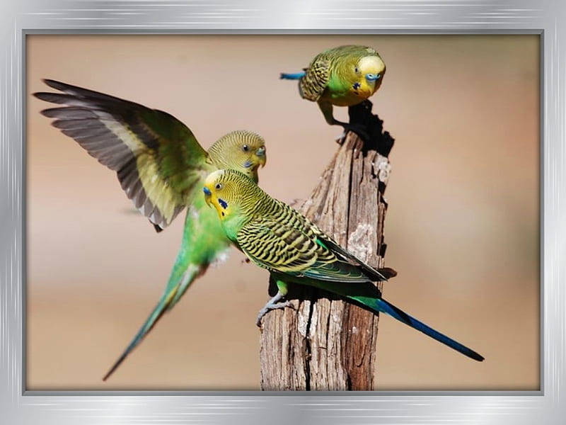 BUDGIES, NATURE, BIRDS, HD wallpaper