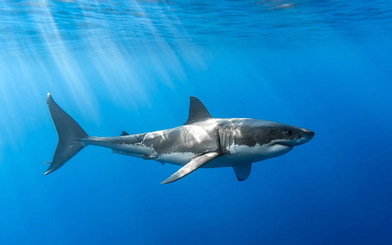 The Great White Shark, sharks, water, preditor, animals, HD wallpaper