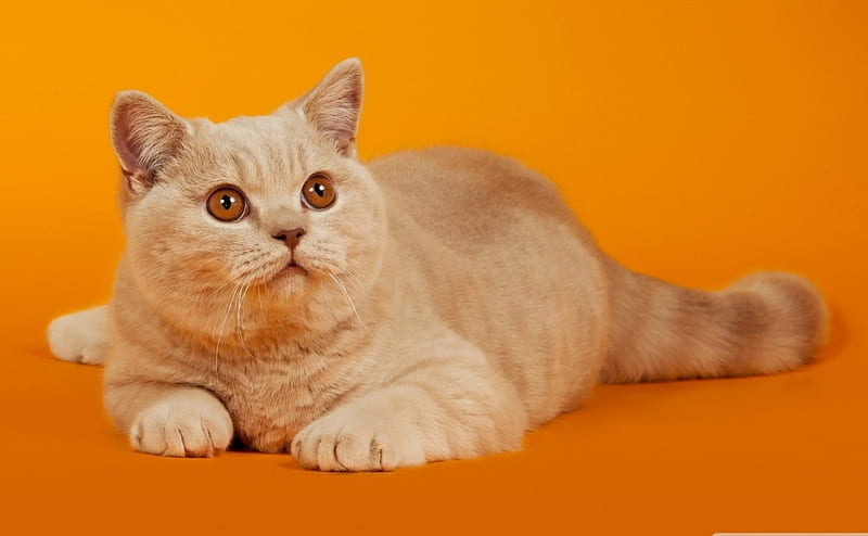 Cat, pet, orange, animal, HD wallpaper