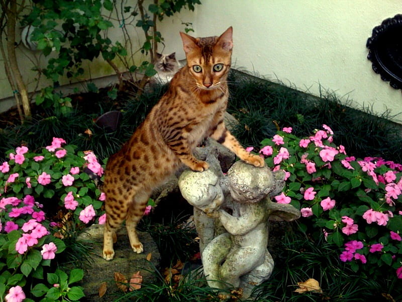 Kat, bengal, statue, red bengal, garden, impatiens, siamese cat, HD wallpaper