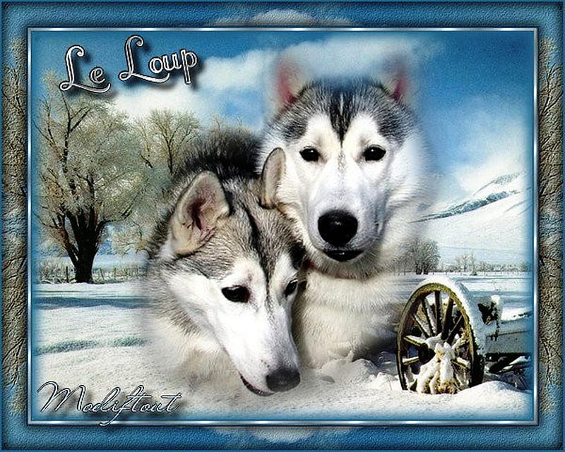 Le Loup, le, snow, nature, wolf, wolves, animals, dogs, loup, HD wallpaper